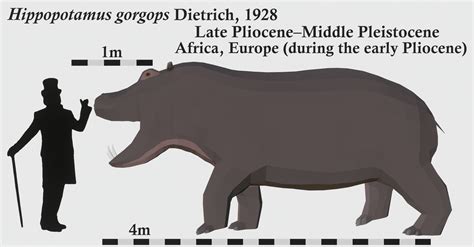 🦕🕸️gabi🕸️🦕 On Twitter Hippopotamus Gorgops The Largest Hippopotamus
