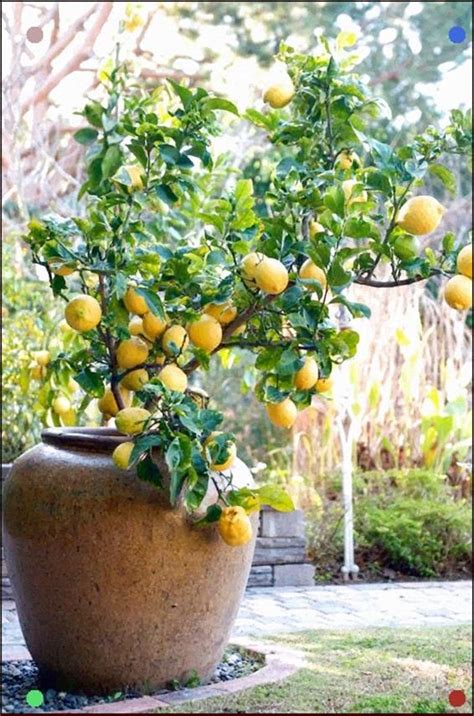 Lemon Tree In A Pot Fruit Trees In Containers Citrus Trees How To