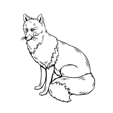 Premium Vector Fox Outline Illustration Forest Animal Sketch For Zoo