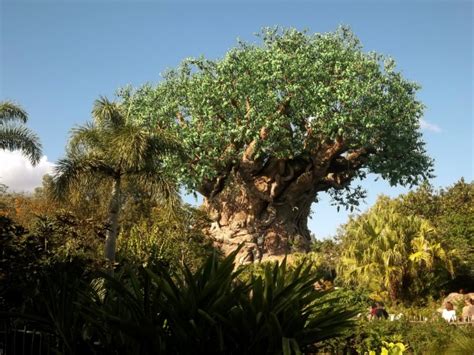 The Tree Of Life Free Stock Photo - Public Domain Pictures