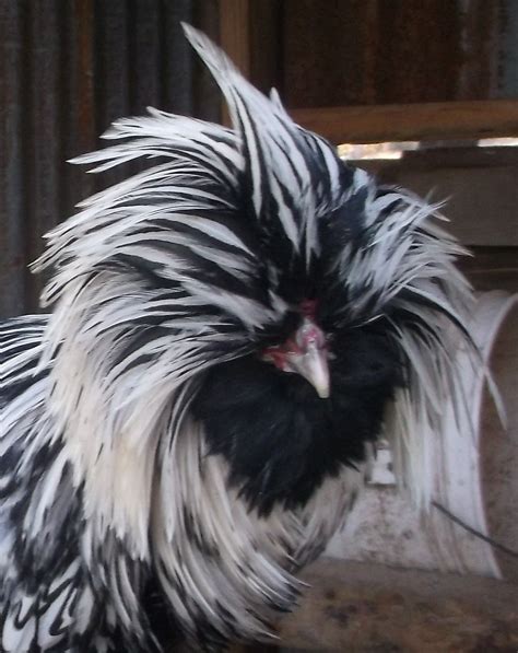 Large Fowl Silver Laced Bearded Crested Polish Rooster Courtesy Cherokeebirds Polish