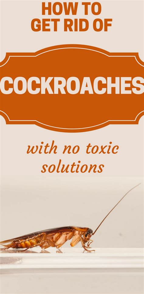 How To Get Rid Of Cockroaches With No Toxic Solutions Cockroaches Best Pest Control Insect Spray