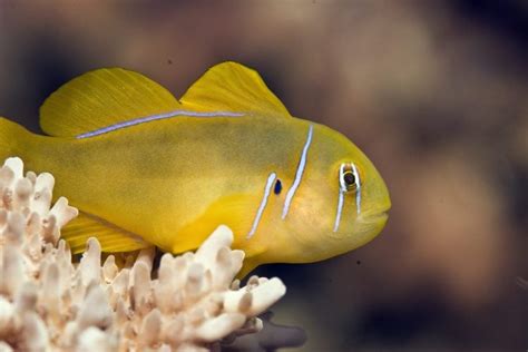 Citron Yellow Clown Goby For Sale Gobiodon Citrinus Top Care Facts