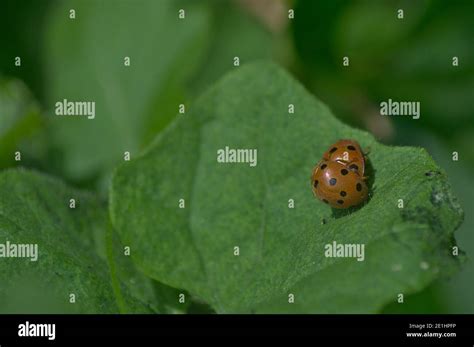 Ladybugs Mating Over A Leaf Stock Photo Alamy