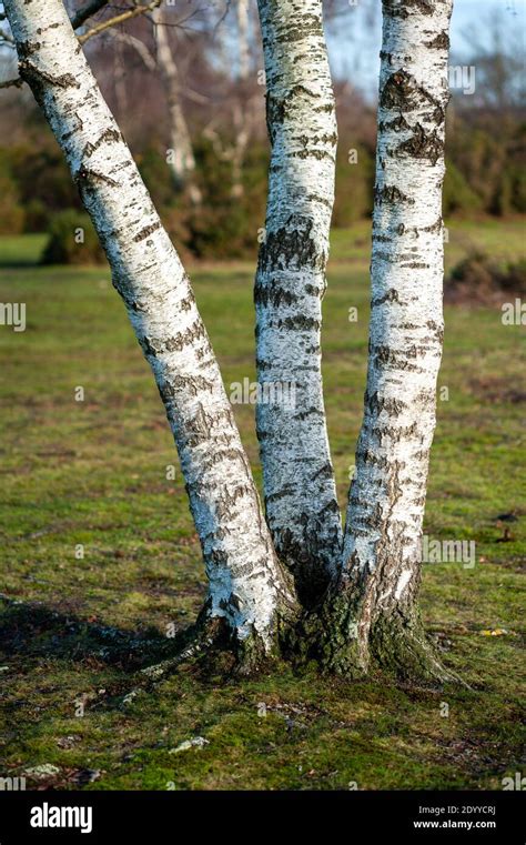 White Bark Of A Triple Trunk Of A Silver Birch Tree Betula Pendula