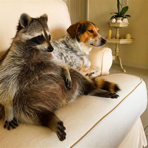 Are Raccoons Mean To Dogs