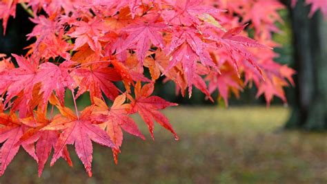 Japanese Red Maple Archives Arbor Day Blog