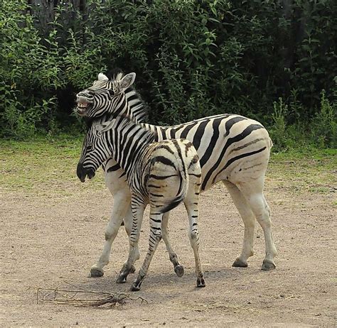 Zebra Facts Animals Of Africa