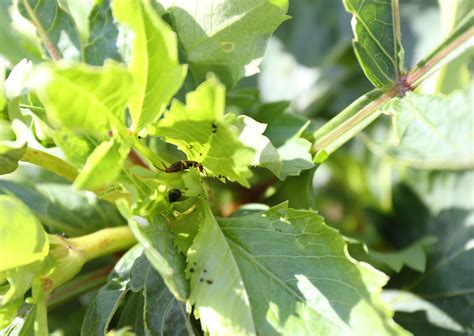 Common Dahlia Pests And Diseases