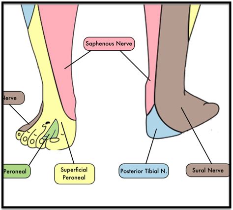 Ankle And Foot Nerve Blocks — Taming The Sru