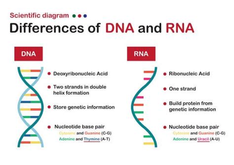 Differences Between Dna And Rna