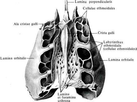 Os ethmoidale (aspectus superior) | Anatomi