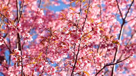 1920x1080 Pink Flowers Blossom Season Background 4k Laptop Full Hd