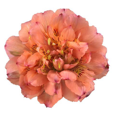 Alstroemeria Fashionista - Are You One of the First to Get Them? - Artic...