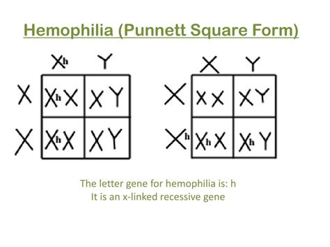 Hemophilia Punnett Square