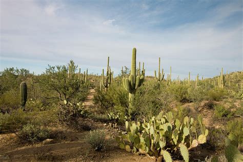 Cactus Forest Photograph By Michael Barry Fine Art America