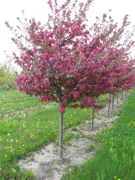 Tree Of The Week Profusion Pink Flowering Crabapple Flowering