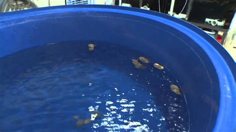 Sea Life Carlsbad Aquarium Nautilus Arrival Youtube