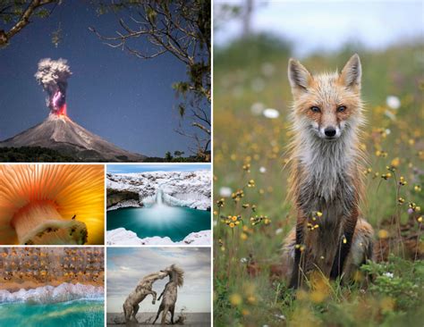 21 Stunning Winners Of A Prestigious Nature Photo Contest