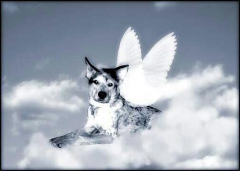Dogs Are Angels ♥ Dog Angel Dog Heaven Dogs
