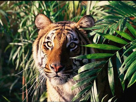 Tiger In The Jungle Animals And Birds Pinterest African Jungle
