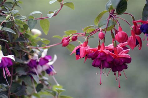 How To Grow The Fuchsias In A Polytunnel 3 Special Tips Krostrade Uk