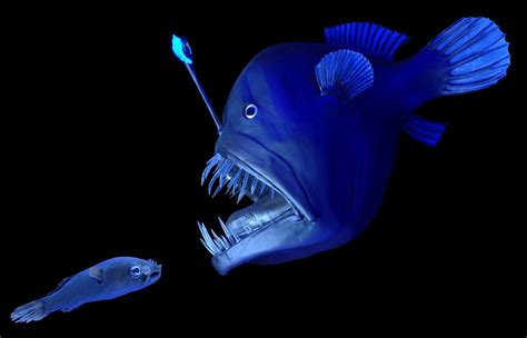 Os 7 Peixes Mais Assustadores Do Mundo