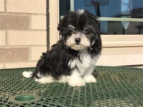 A good breeder is the most important decision you will make. Havanese Puppies For Sale & Breeders in Cincinnati Ohio ...