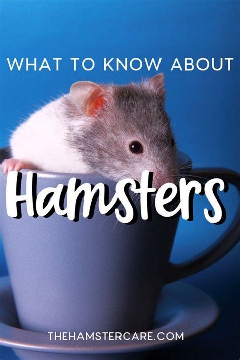 13 Interesting Facts About Hamsters Behaviour Diseases Activity In