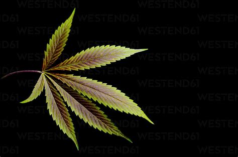 Close Up Of Cannabis Leaf Against Black Background Stock Photo