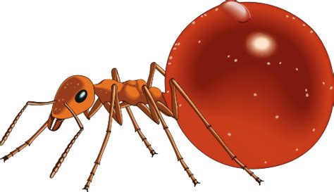 Honeypot Ants Ants Honey Pot Clip Art Pictures