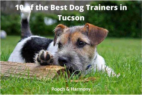 10 Of The Best Dog Trainers In Tucson Pooch And Harmony