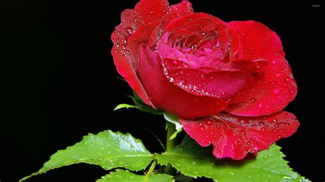 Dew Drops On Red Rose Wallpaper Flower Wallpapers 32713