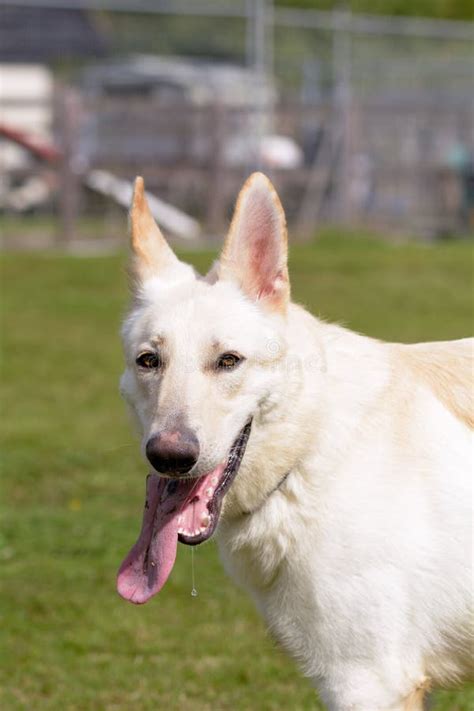 207 Blonde German Shepherd Dog Photos Free And Royalty Free Stock