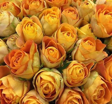 Helios Garden Spray Roses All Year Yellow Flowers Types Of