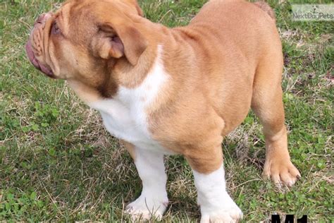 Rex English Bulldog Puppy For Sale Near Springfield Missouri