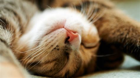 Cat Closeup Animals Sleeping Wallpapers Hd Desktop