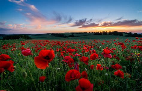 Free Wallpapers Poppies Red Flower Petals The Field Field Hills Grass