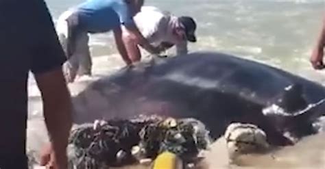 Huge Manta Ray Caught In Net Was Doomed Until These Strangers Arrived