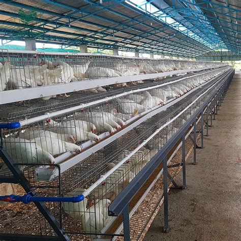 Tier Hot Dipped Galvanized Layer Manual Chicken Cage For South Africa