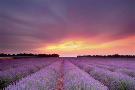 Lavender Field Sunset Sky Sun Phone Wallpapers