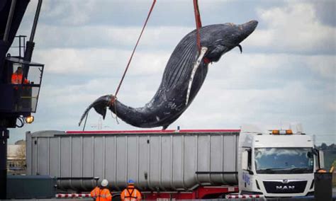 Humpback Whale Found Dead In Thames Was Hit By A Ship Whales The