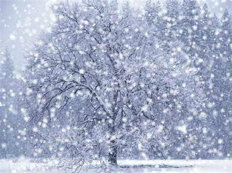 Beautiful Scene Winter Snow Falling Seasons Pinterest