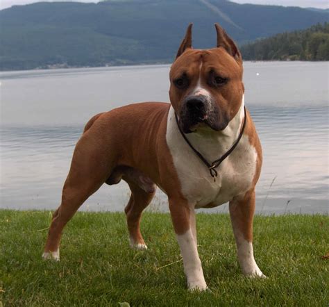 American Staffordshire Terrier Breed Info Care And Wallpapers