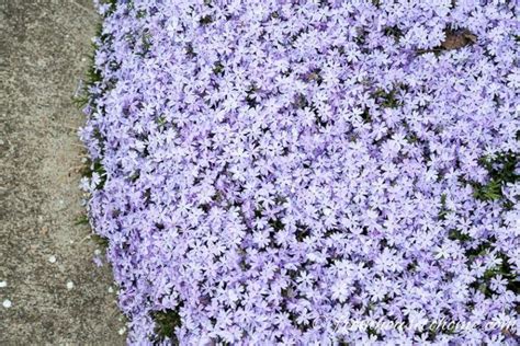 Check spelling or type a new query. These low maintenance full sun perennials all have pretty ...