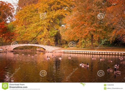 Autumn Pond Bridge Stock Photo Image Of Bridge Ducks 103822958