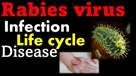 Rabies Virus Pathogenesis Symptoms And Replication Rabies Virus In Humans Youtube