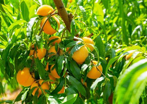 Fresh Yellow Peaches On Tree Branch Ready For Harvest Stock Image
