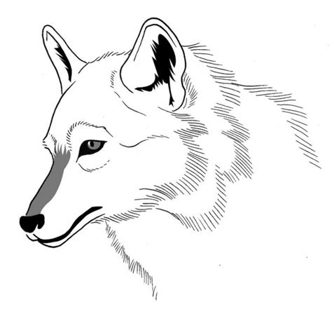 dessin à imprimer Image De Loup Dessin A Imprimer