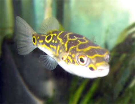 Popular Types Of Brackish Water Fish For A Home Aquarium Aquariums At